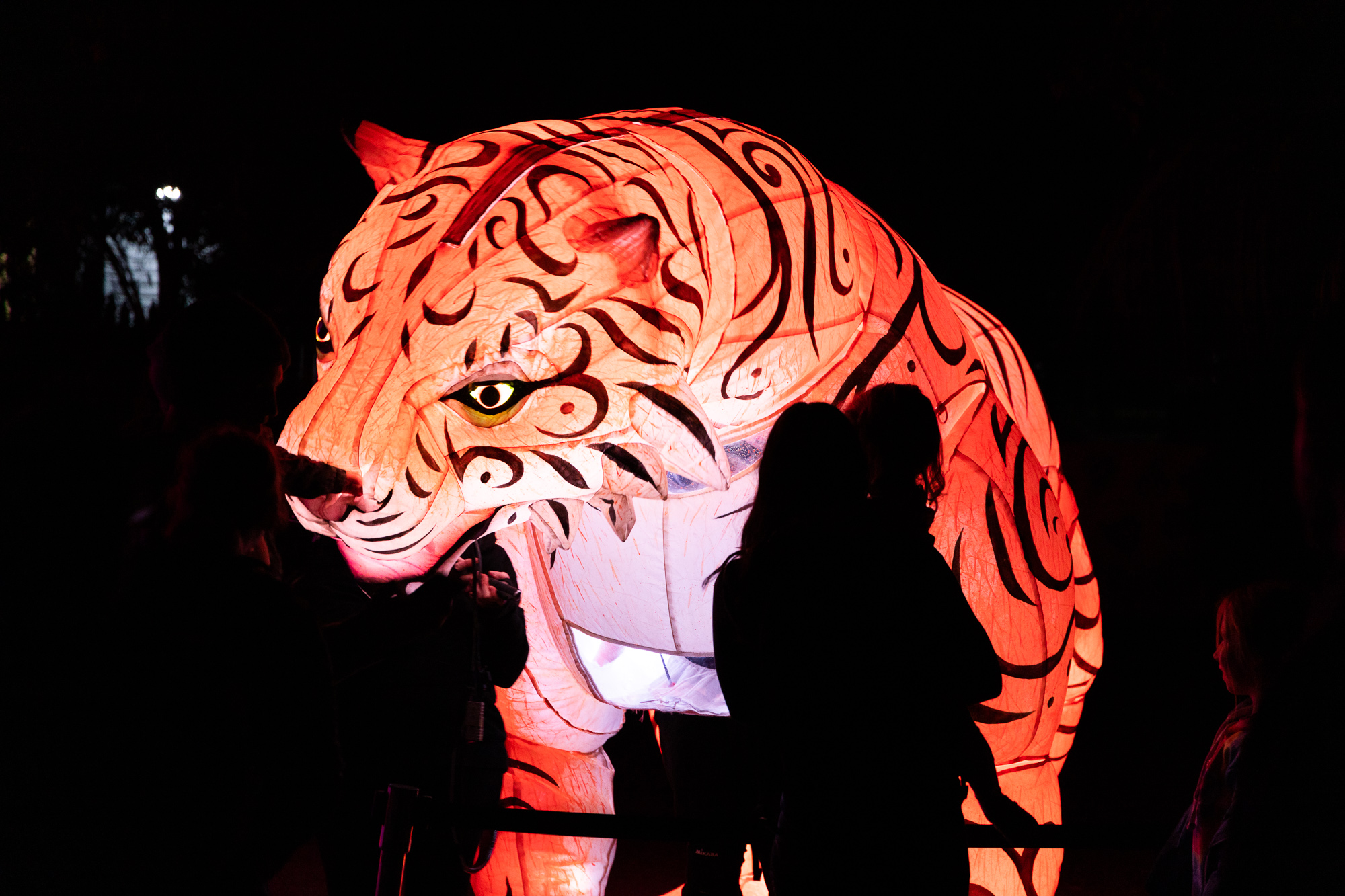 Light Creatures lantern of Tiger Cahanya