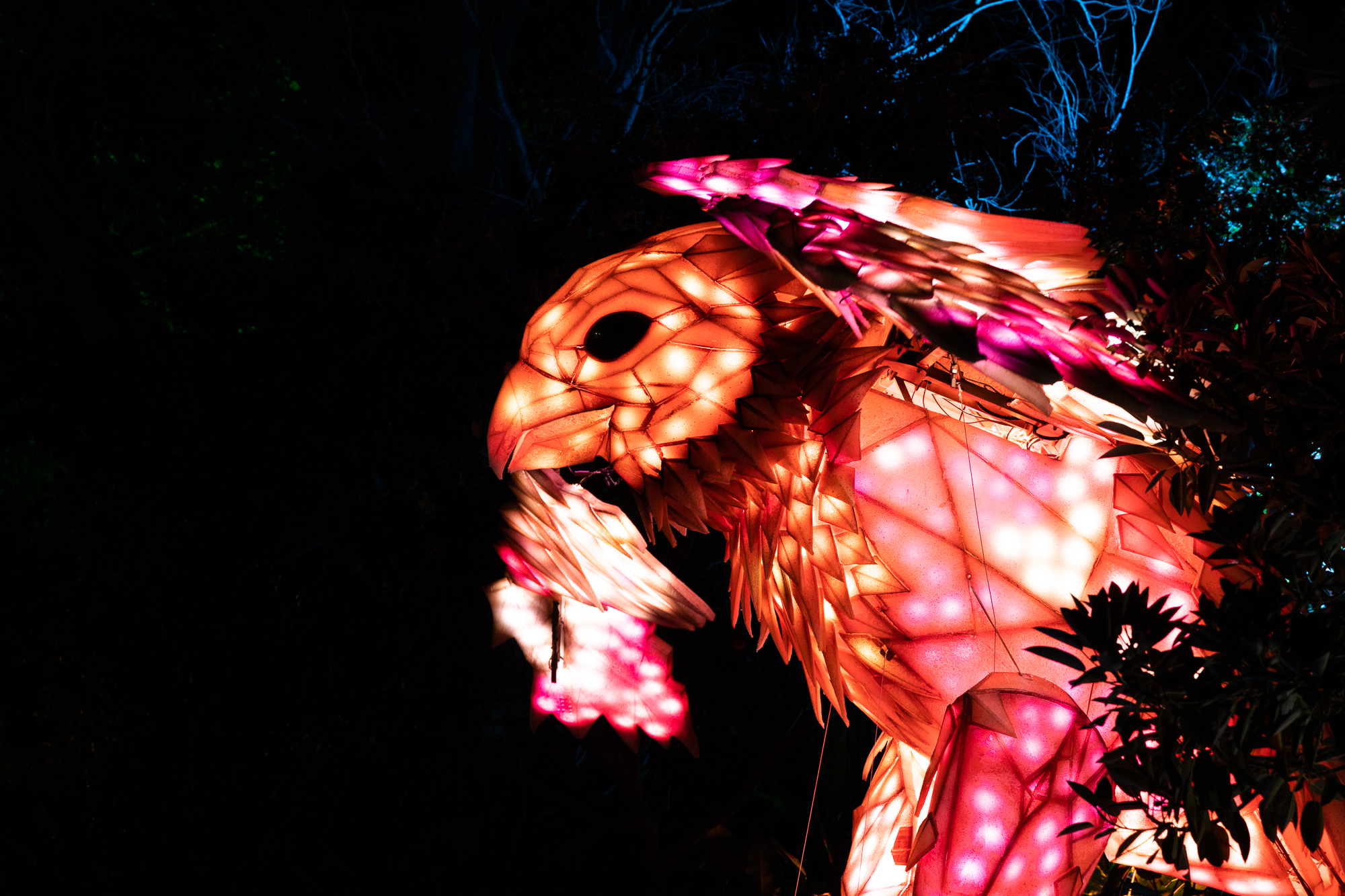 Light Creatures lantern of The Falcon at the Adelaide Zoo