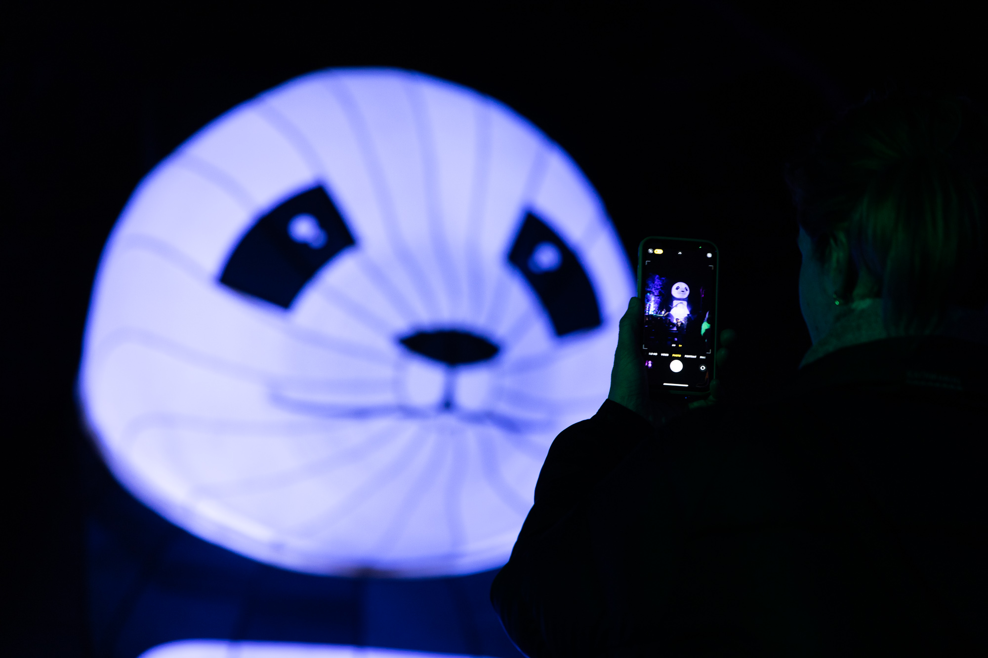 A visitor takes pictures of the Light Creatures lantern of pandas at the Adelaide Zoo
