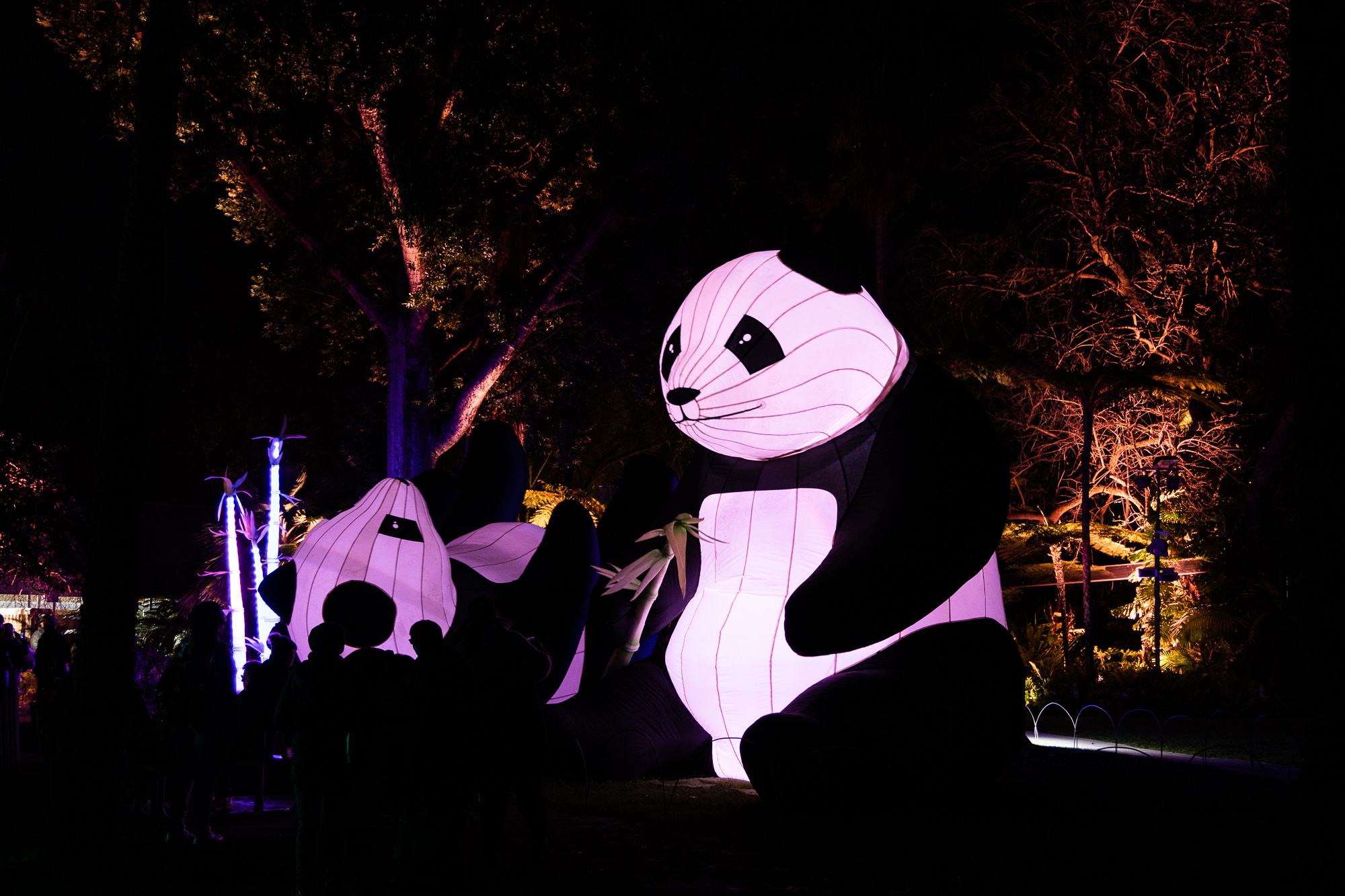 Light Creatures lanterns of pandas at the Adelaide Zoo