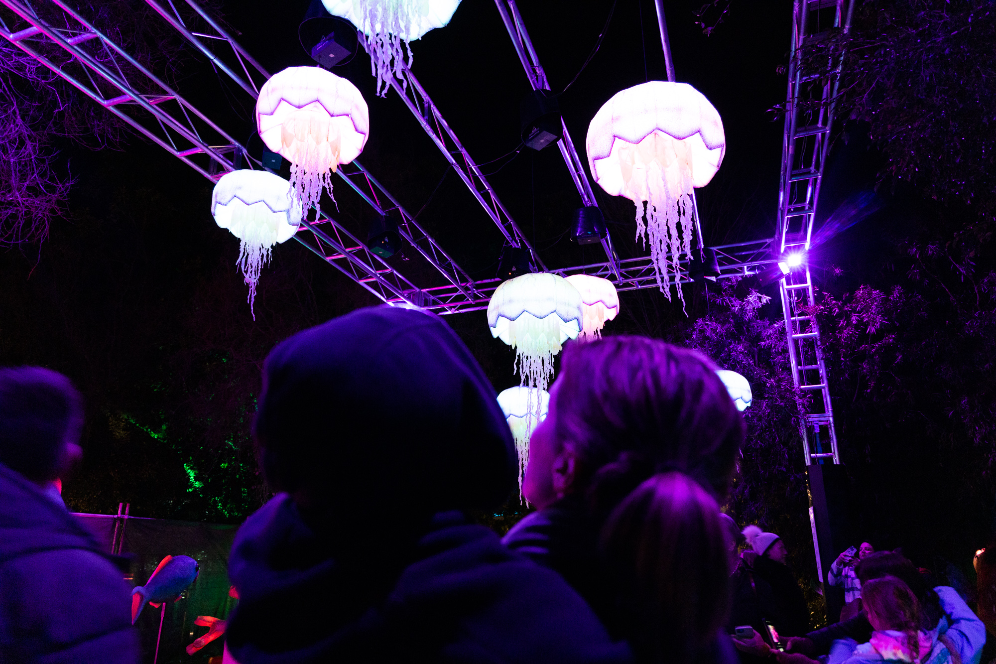 Light Creatures lantern of floating jellyfish at the Adelaide Zoo