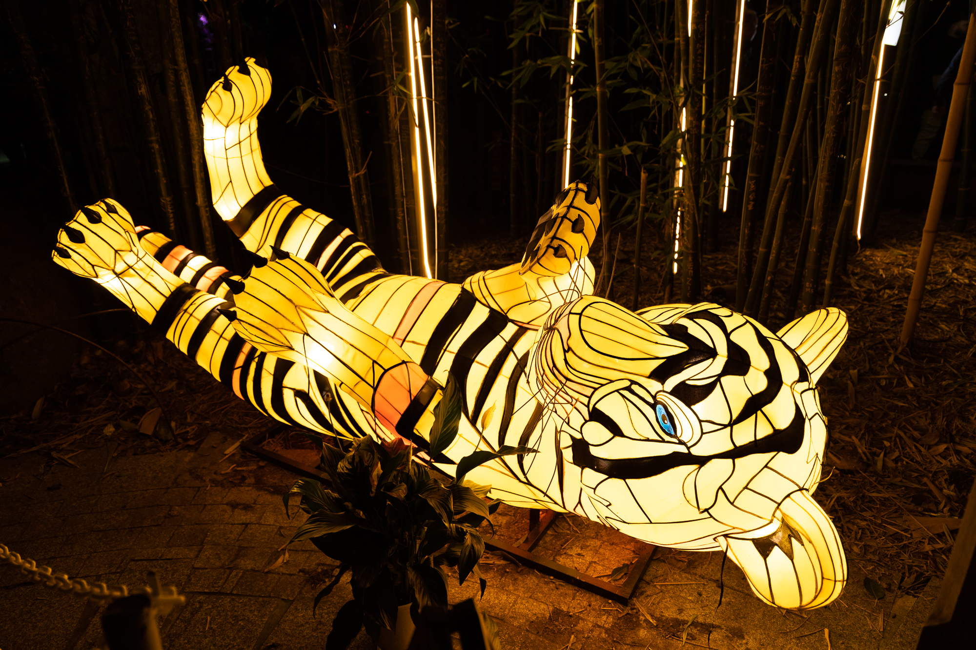 Light Creatures lantern of tiger cub at the Adelaide Zoo