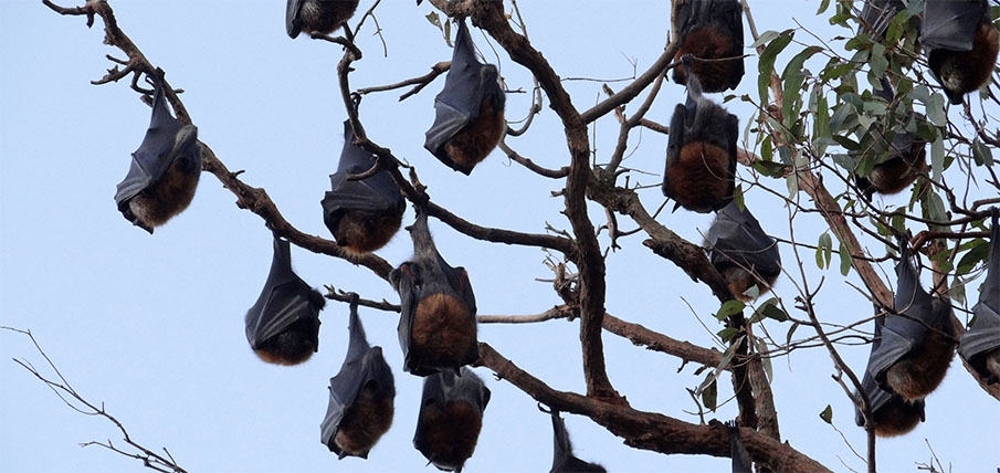 Grey Headed Flying Foxes update Hero