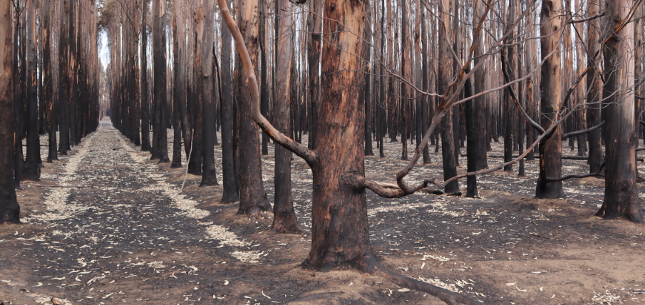 Kangaroo Island bushfire damage