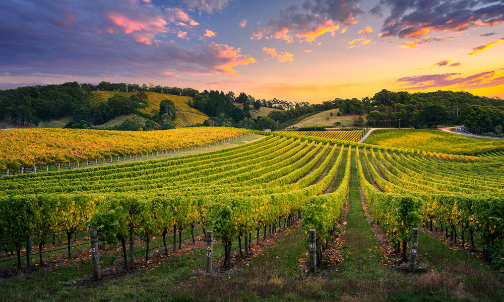 Life in south australia page content - Winery Life in south australia page content - Winery