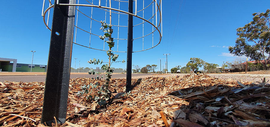 Vegetation Management Hero