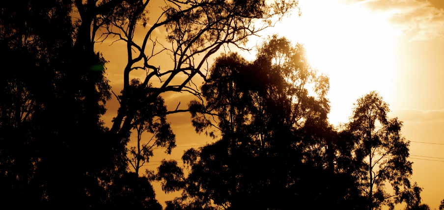 Vegetation regulation updates hero Vegetation regulation updates hero