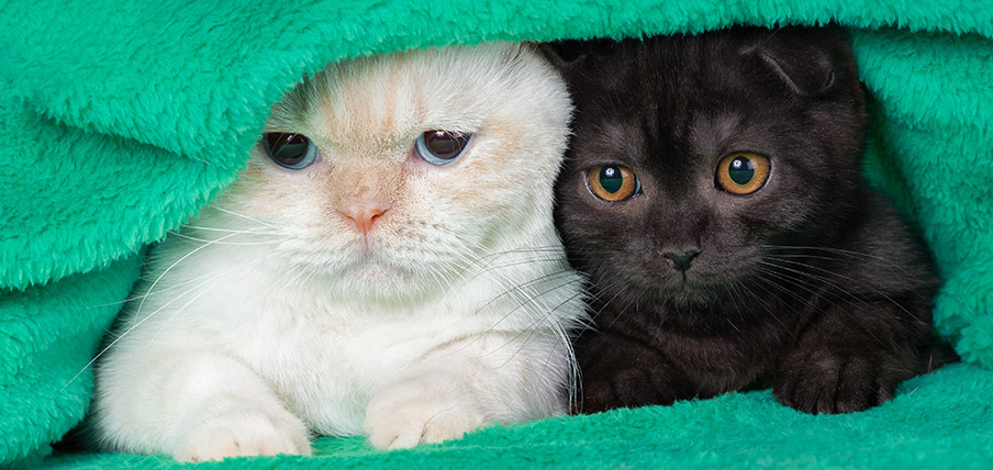 Winter energy saving tips two kittens keeping warm 905 x 428 Winter energy saving tips two kittens keeping warm 905 x 428