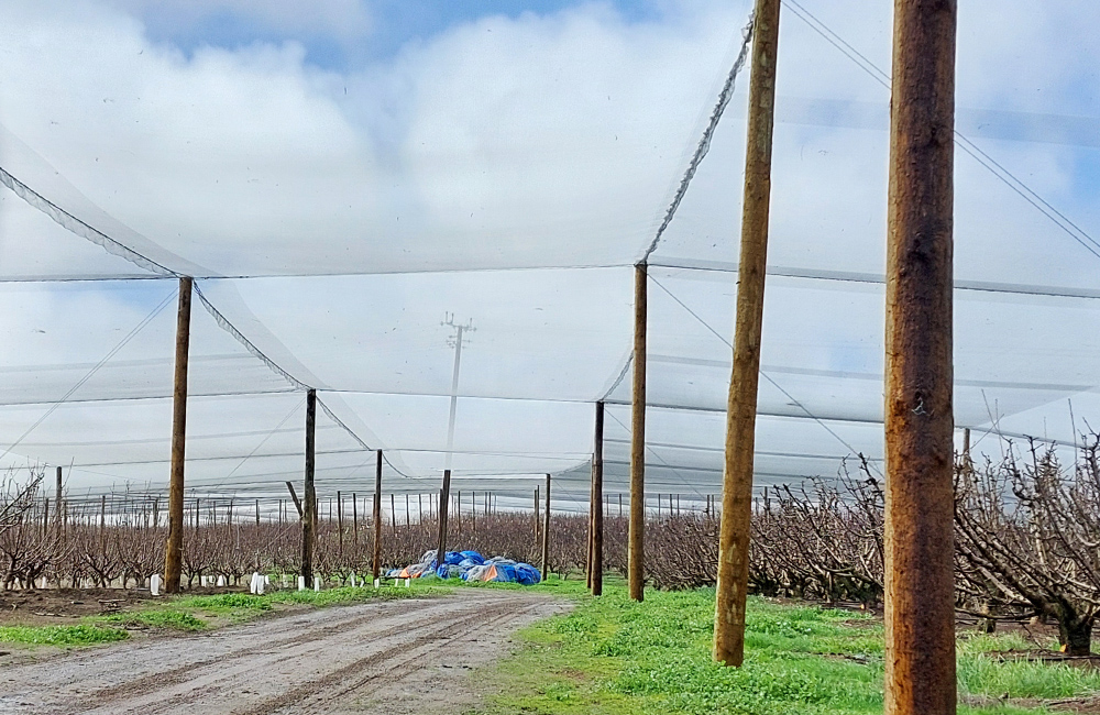 Agricultural netting examples 1