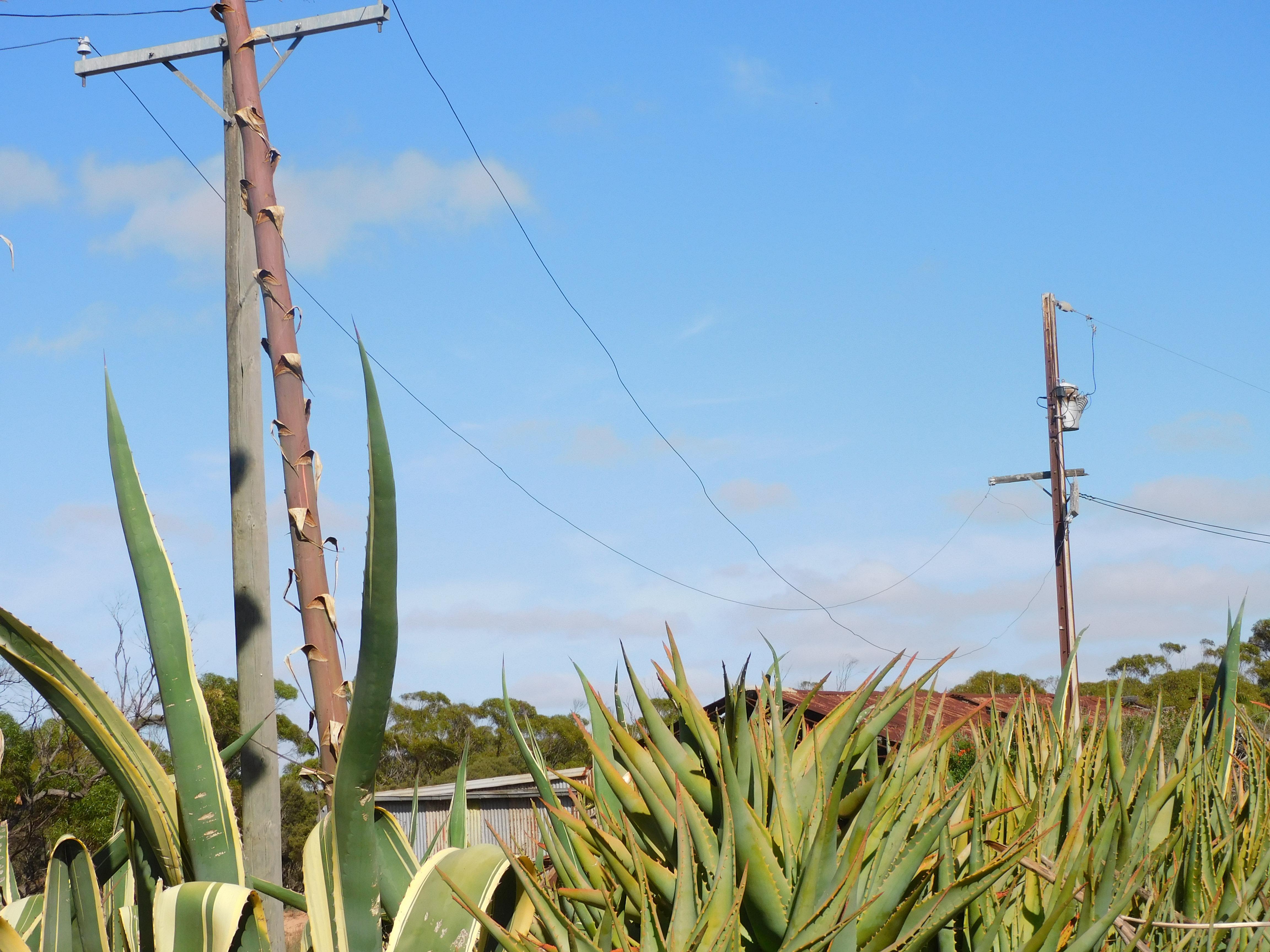 Privately-owned poles damage